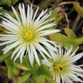 Caryotphora skiatophytoides